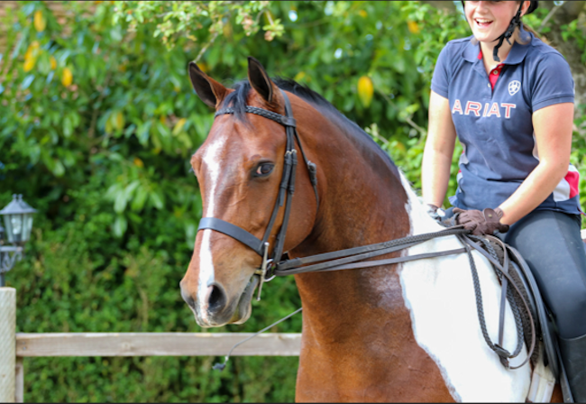 Gorgeous 15.3hh Coloured Gelding From Doylan Stud